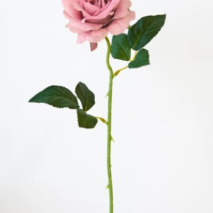 Pink Rose